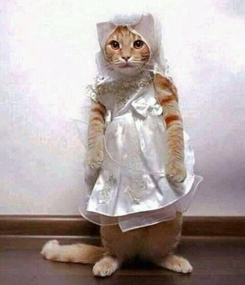 potret kucing lagi badmood (instagram.com/kucingseru)