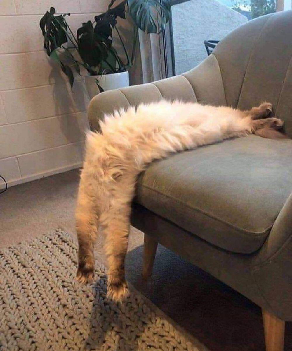 potret kucing lagi badmood (instagram.com/catloversklub)