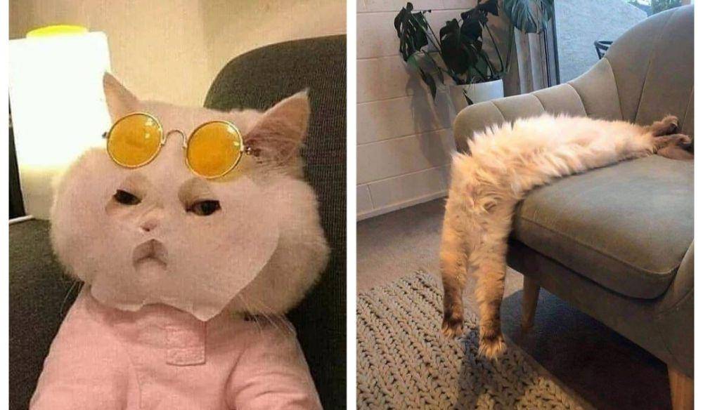 potret kucing lagi badmood (instagram.com/kucingseru dan catloversklub)
