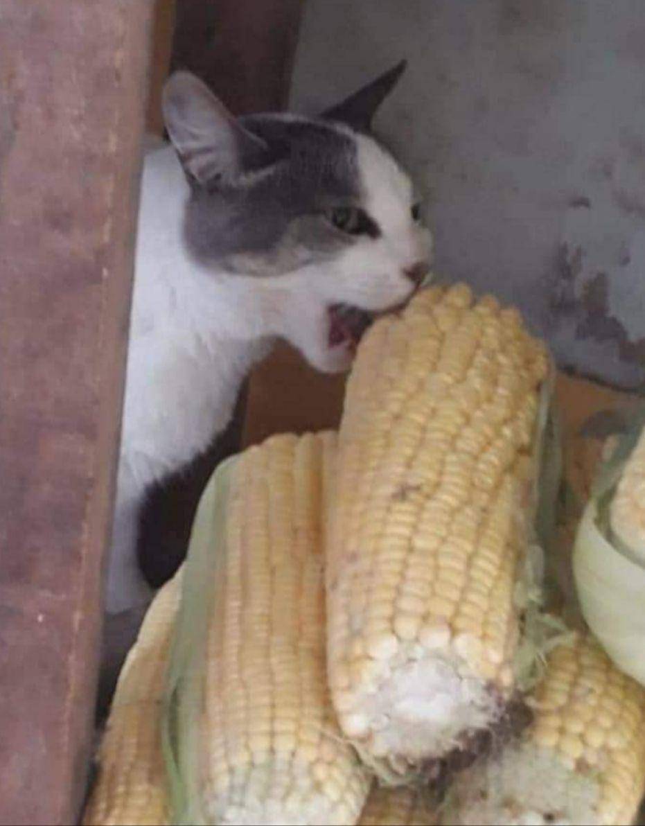 potret kucing lagi badmood (twitter.com/weirdlilguys)