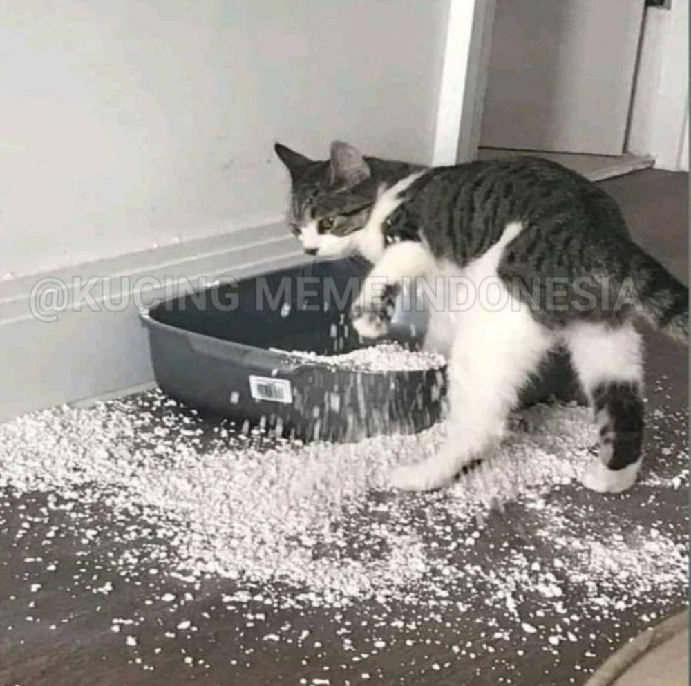 potret kucing lagi badmood (instagram.com/kucingseru)