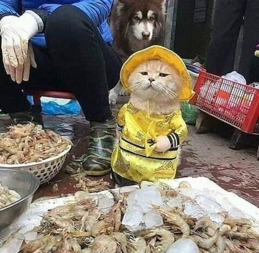 potret kucing lagi badmood (instagram.com/kucingseru)