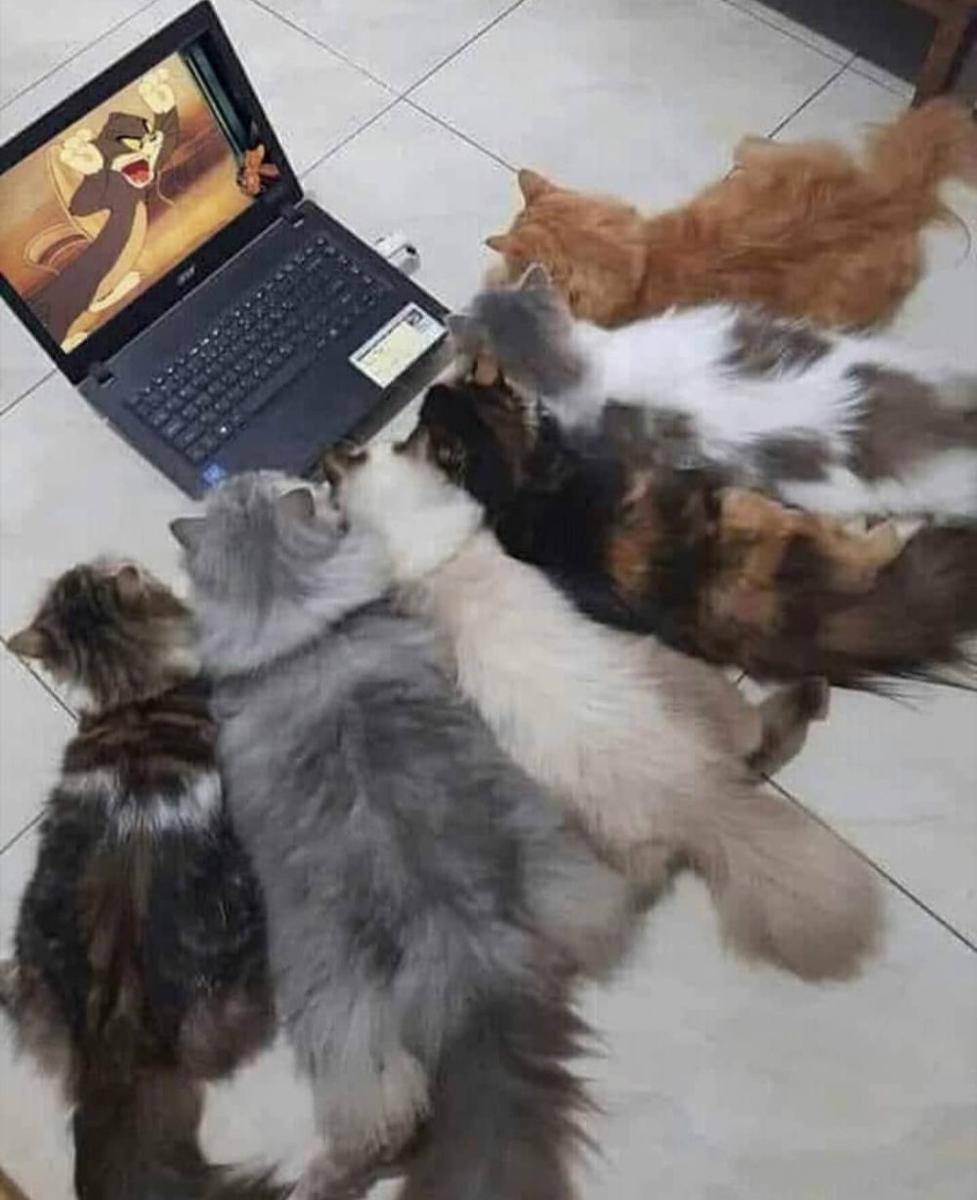 potret kucing lagi badmood (instagram.com/kucingseru)
