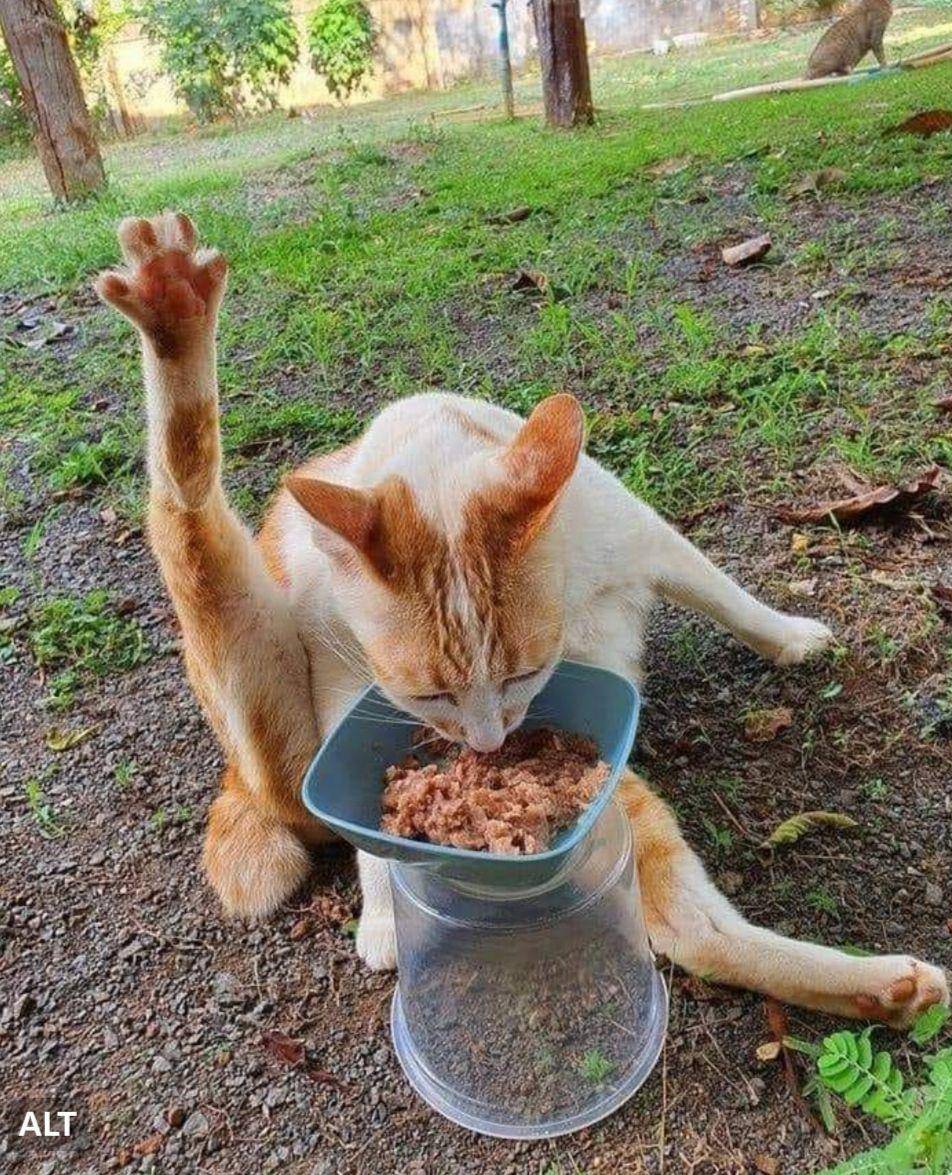 potret kucing lagi badmood (twitter.com/weirdlilguys)