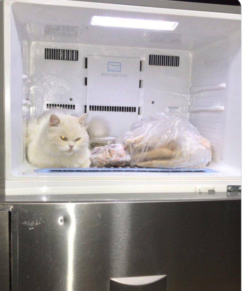 potret kucing lagi badmood (twitter.com/weirdlilguys)