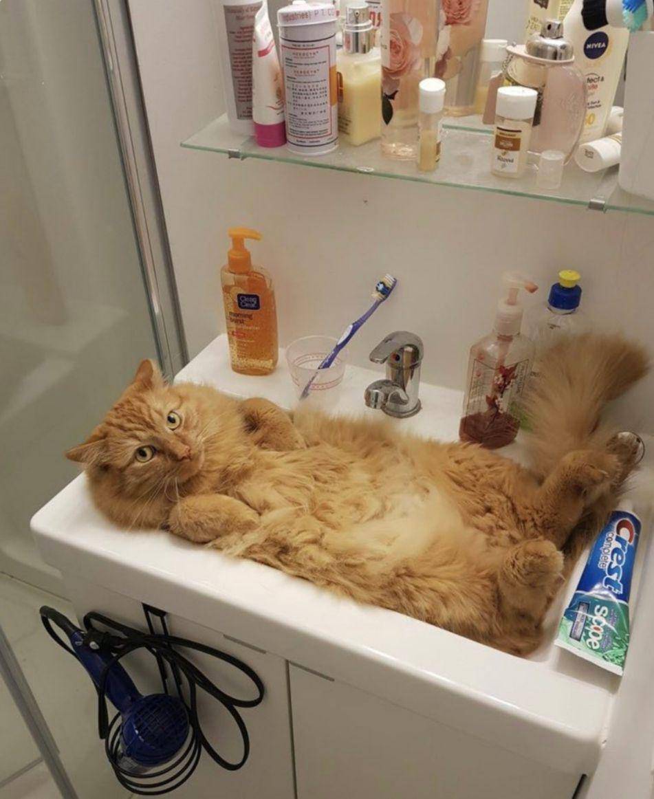 potret kucing lagi badmood (twitter.com/weirdlilguys)