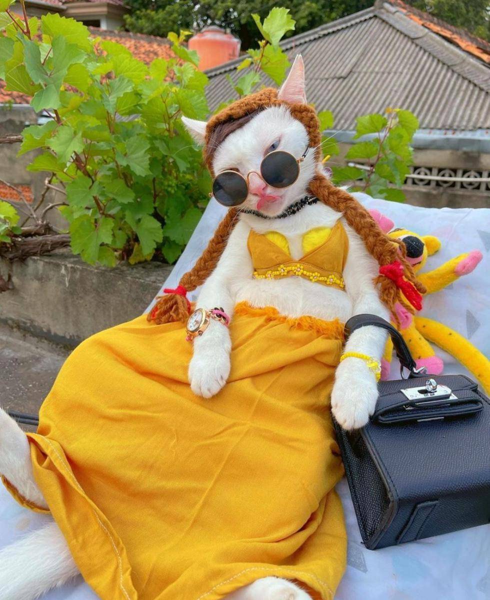 kucing tampil gaya (instagram.com/chemmy_29)