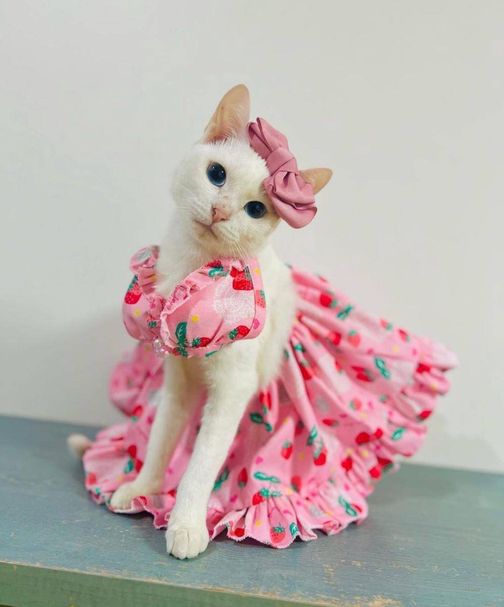 kucing tampil gaya (instagram.com/necomofumofu)
