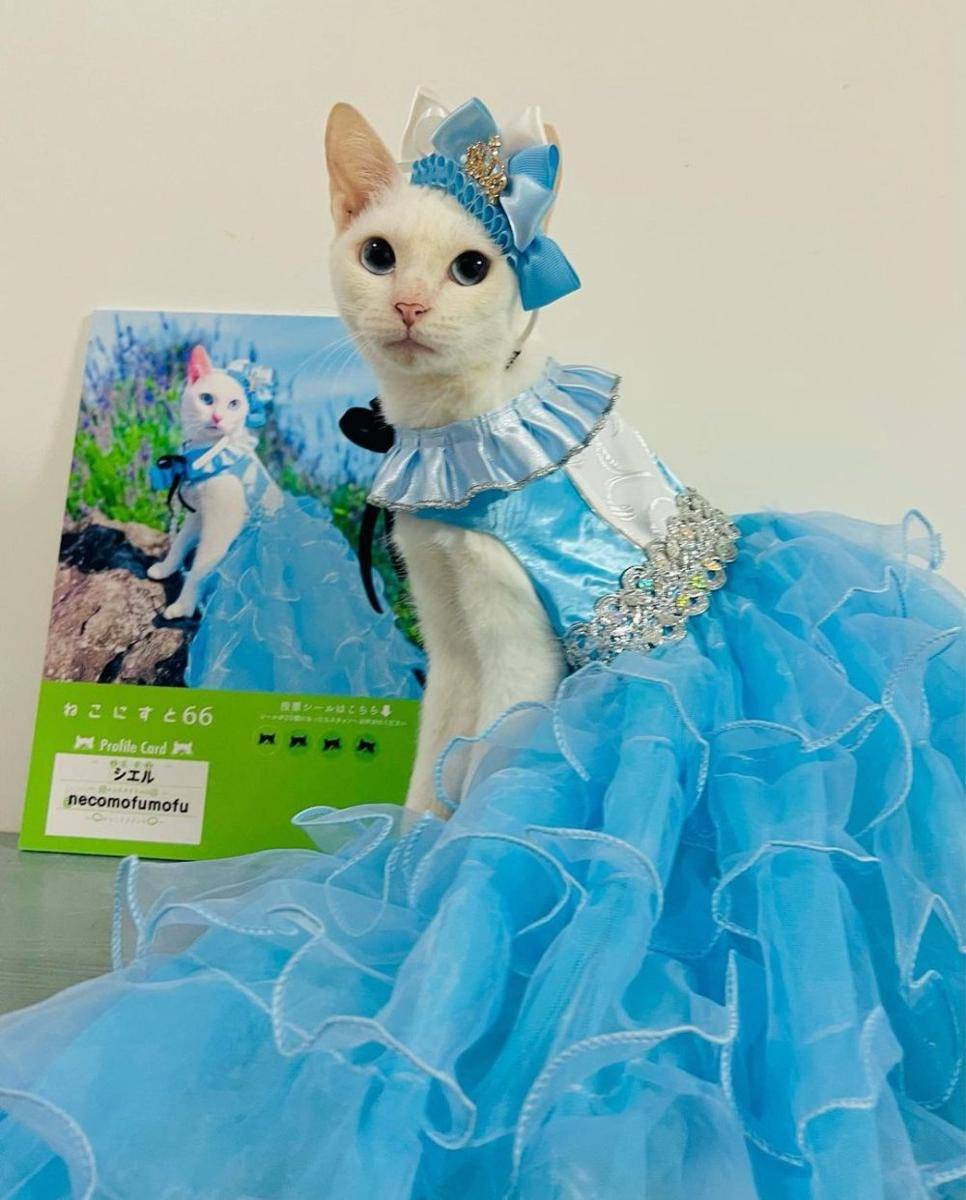 kucing tampil gaya (instagram.com/necomofumofu)