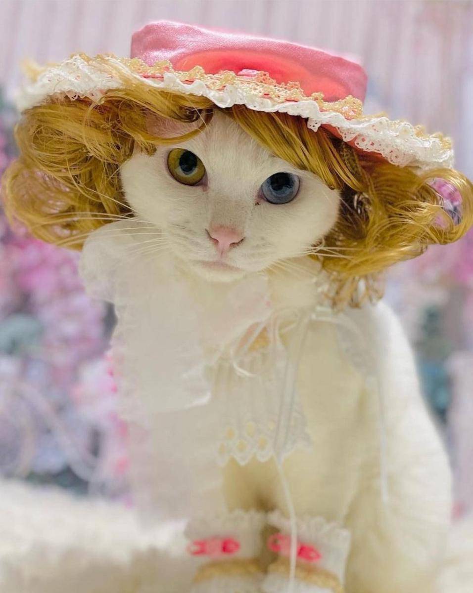 kucing tampil gaya (instagram.com/necomofumofu)
