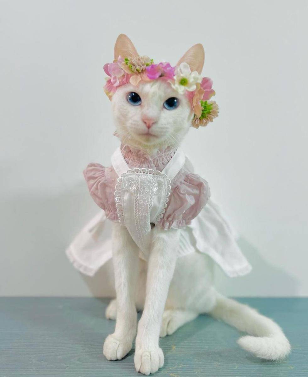 kucing tampil gaya (instagram.com/necomofumofu)