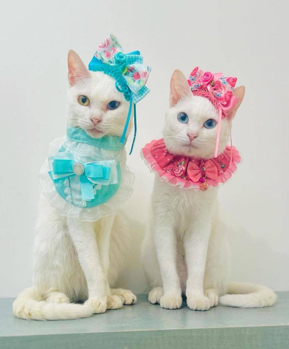 kucing tampil gaya (instagram.com/necomofumofu)