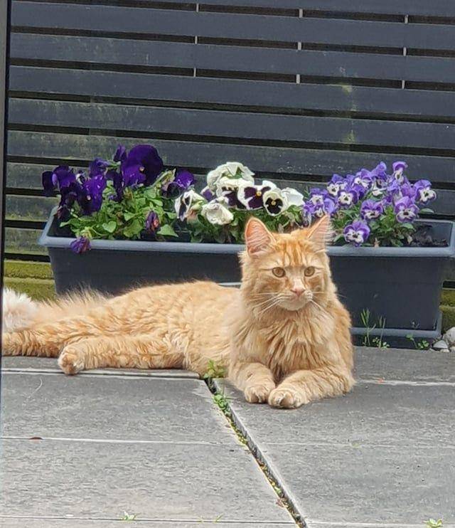Potret gemoy kucing nongkrong di rumah tetangga (reddit.com/user/StarbugLlamaCat)
