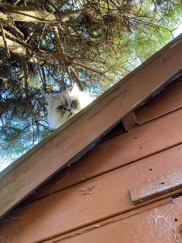 Potret gemoy kucing nongkrong di rumah tetangga (reddit.com/user/the-VII)