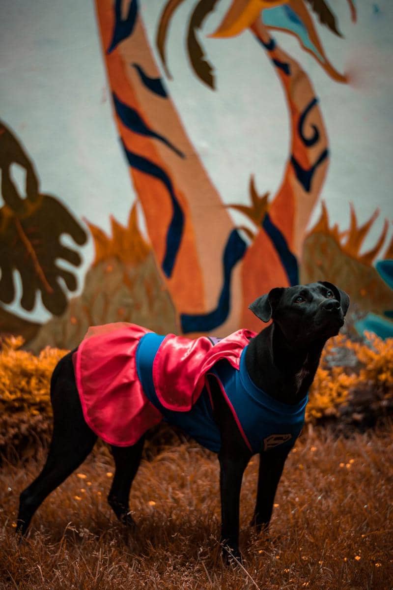potret anjing memakai dress (pexels.com/Alan Garzón)
