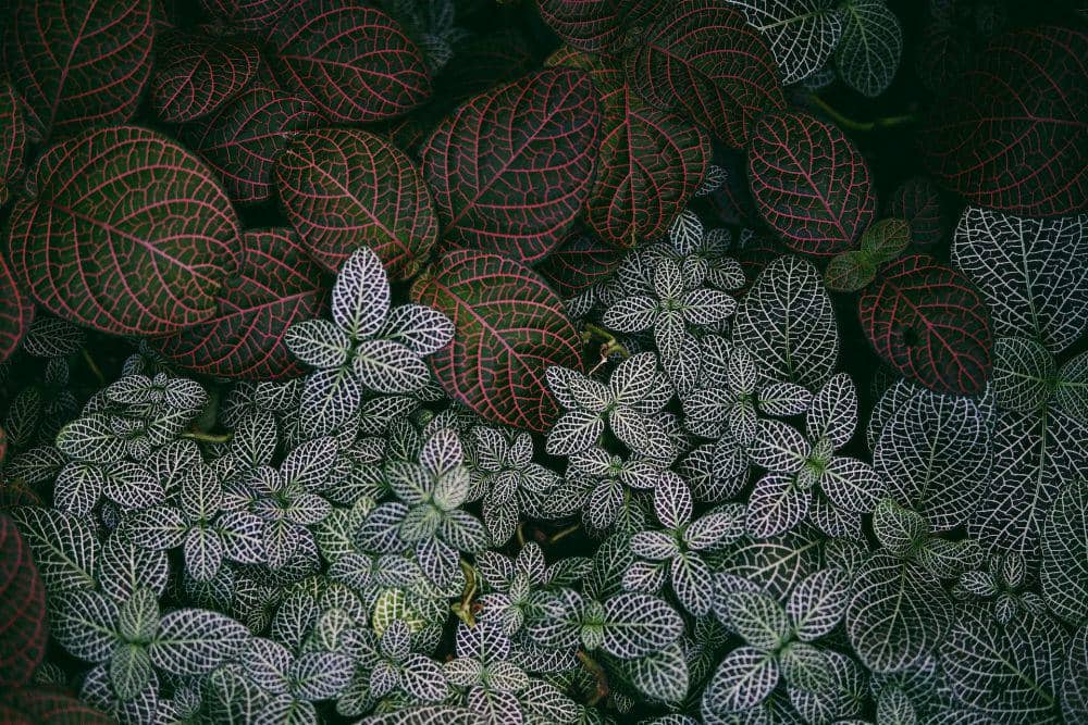 Fittonia (pexels.com/Egor Kamarov)