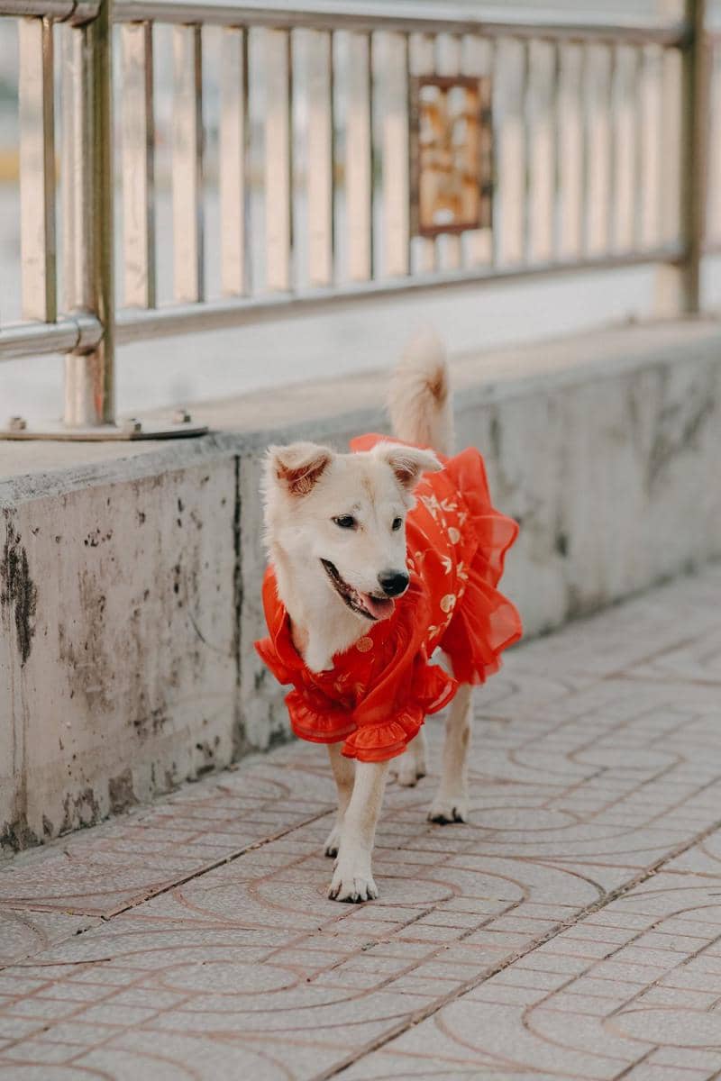 potret anjing memakai dress (pexels.com/Pew Nguyen)