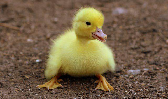 ilustrasi anak bebek (pexels.com/Pixabay)