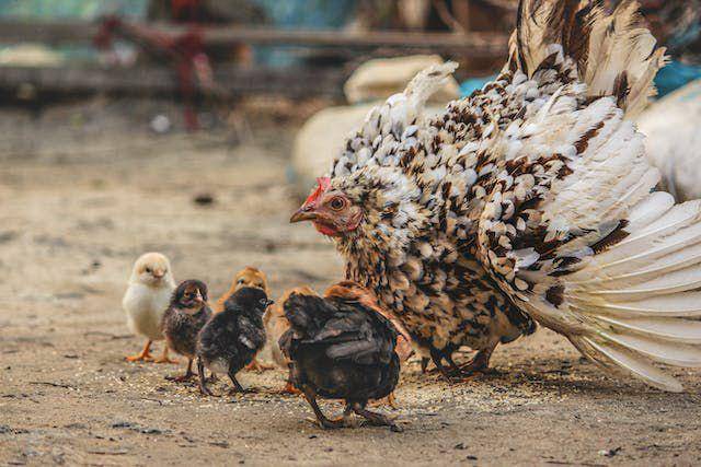 ilustrasi induk dan anak ayam (pexels.com/The Masked Guy)