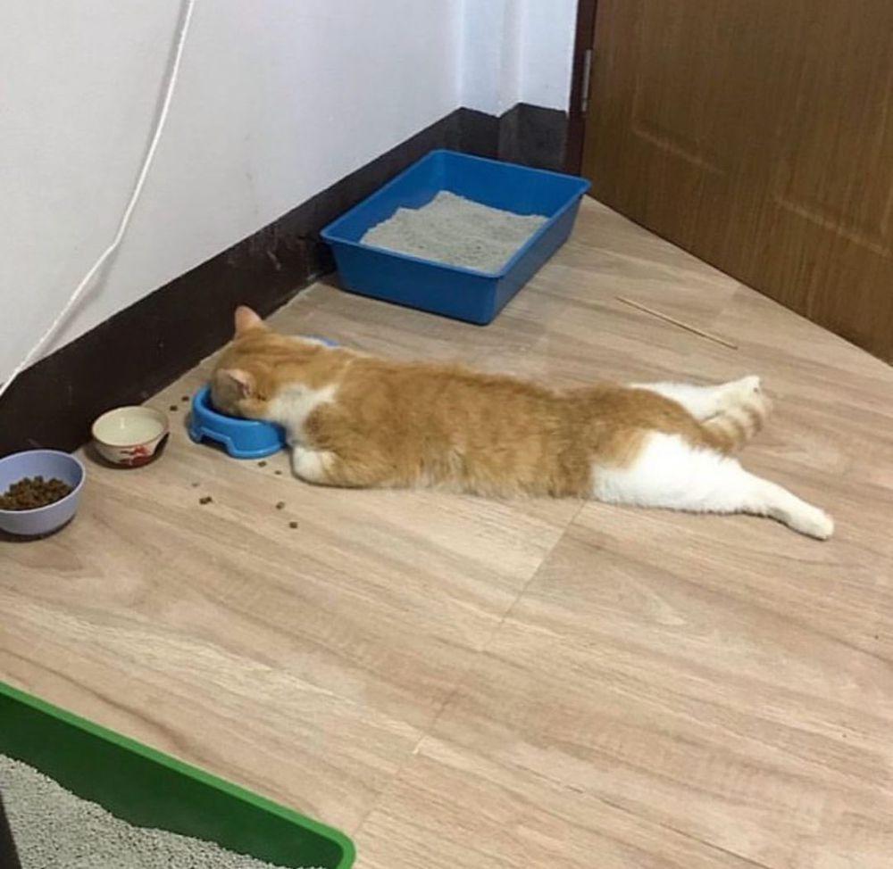 Gemas Banget! Ini 8 Potret Tingkah Kucing yang Tak Biasa