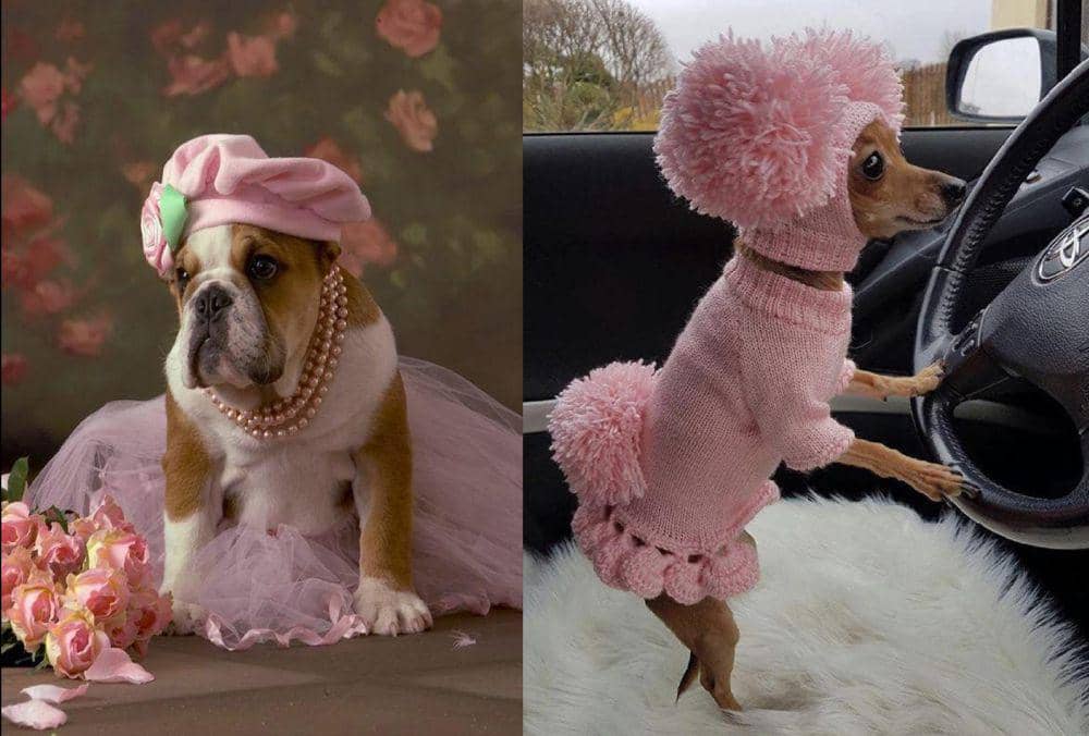 9 Potret Lucu Anjing Memakai Dress, Gayanya Sudah Seperti Princess