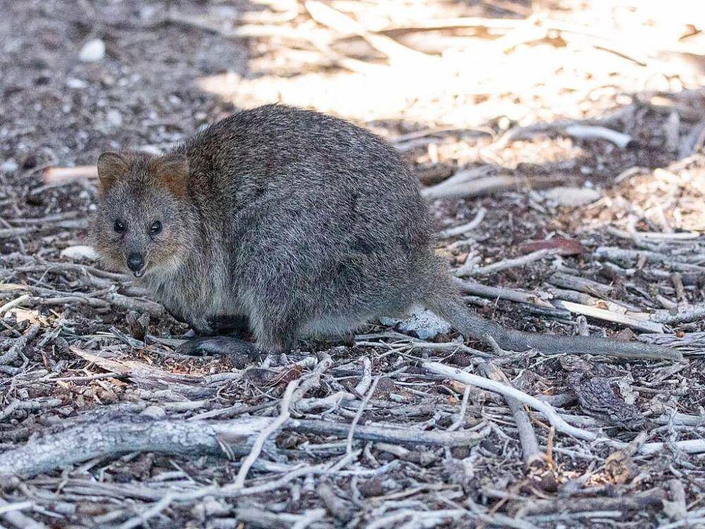 quokka (commons.wikimedia.org/Mark Gillow)