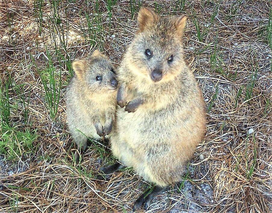 quokka (commons.wikimedia.org/Raffi Kojian)