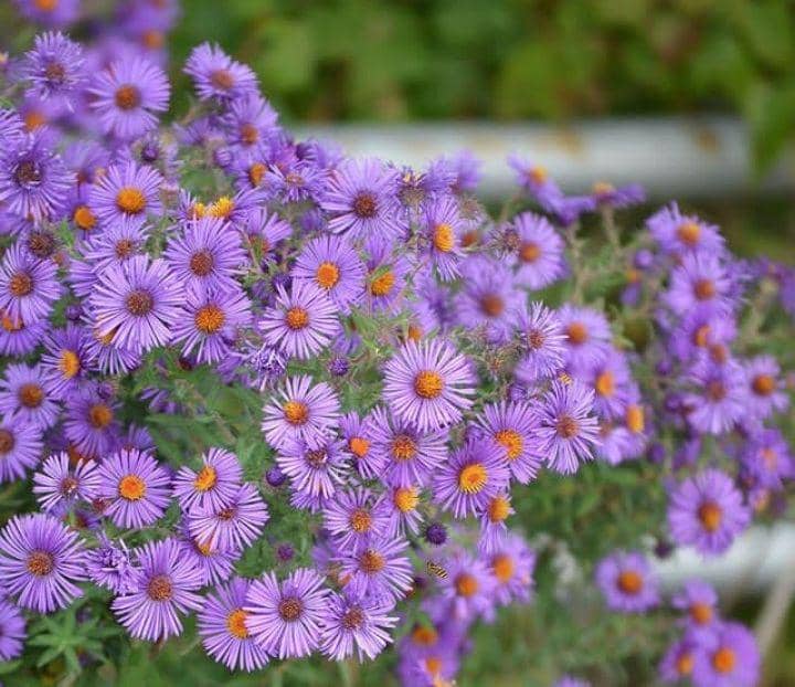 ilustrasi New England Aster (instagram.com/prairiemoonnurserry(