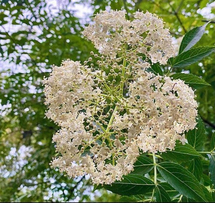 ilustrasi tanaman Elderberry (instagram.com/witch_grass)