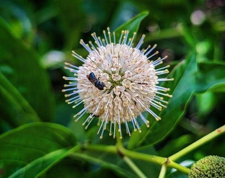 ilustrasi bunga button bush (instagram com/indefenseofplant)