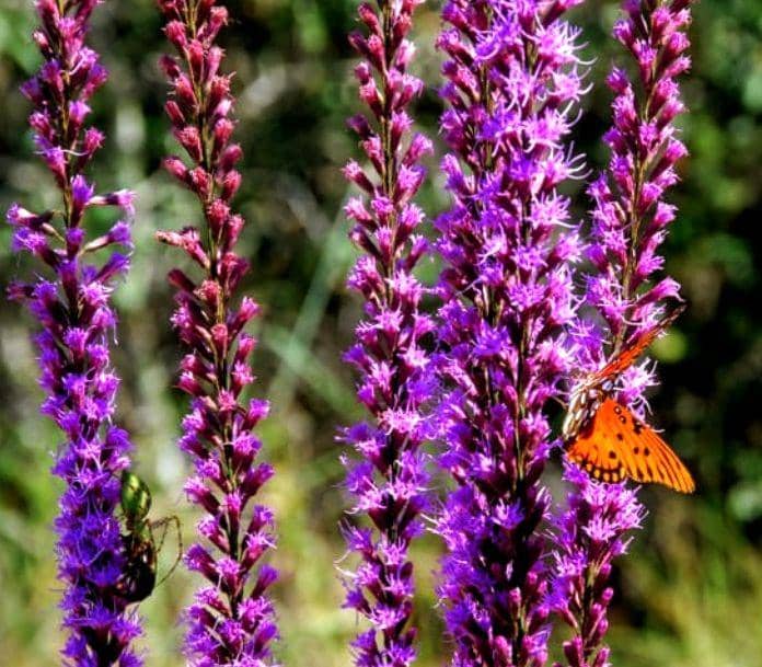 ilustrasi Liatris (instagram.com/tennilebiggers)