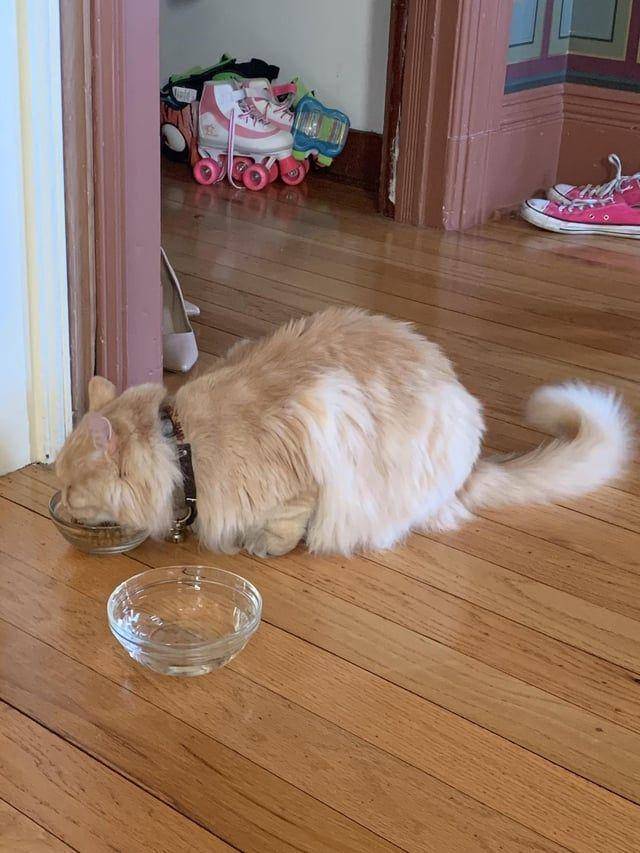 Potret gemoy kucing nongkrong di rumah tetangga (reddit.com/user/joygirl007)