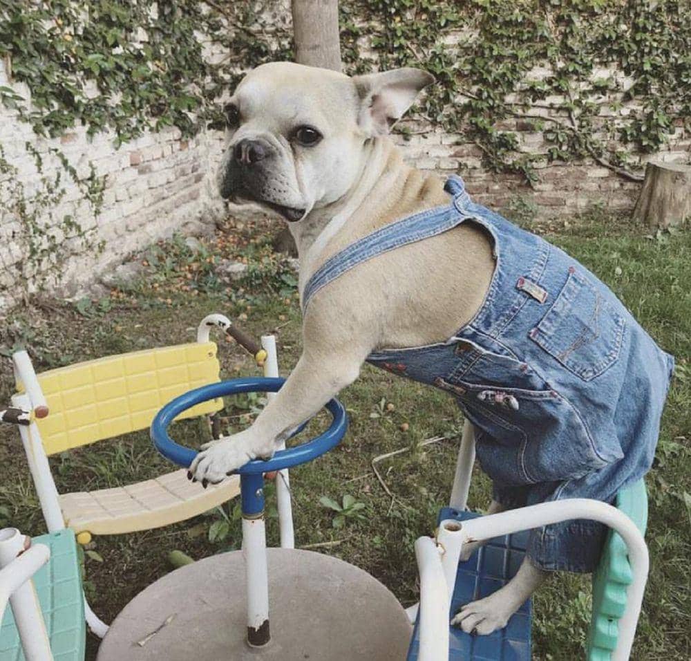 potret anjing memakai dress (reddit.com/perfect_queen_)