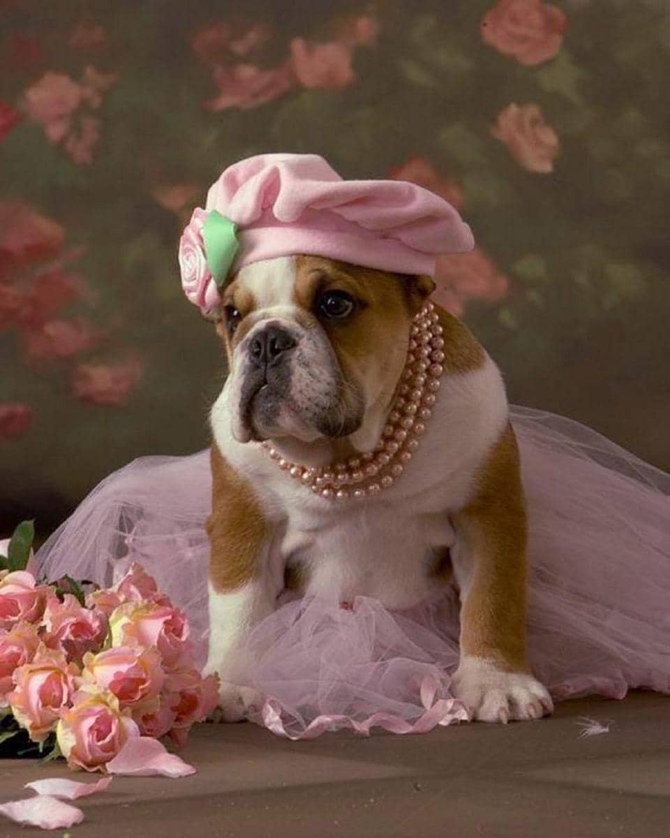 potret anjing memakai dress (reddit.com/Full-Mulberry5018)