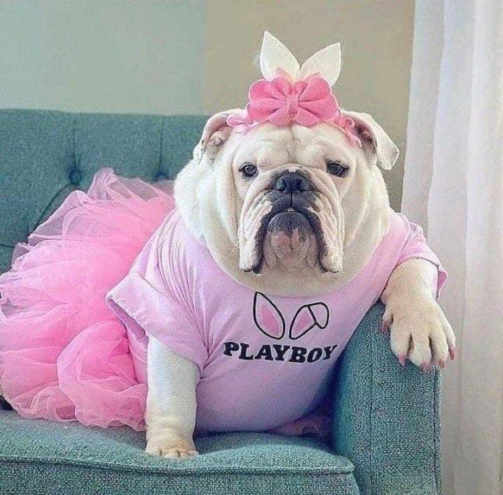 potret anjing memakai dress (reddit.com/Full-Mulberry5018)