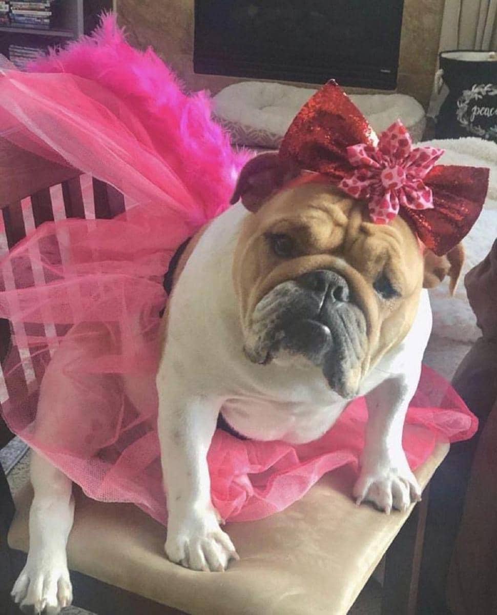 potret anjing memakai dress (reddit.com/Full-Mulberry5018)
