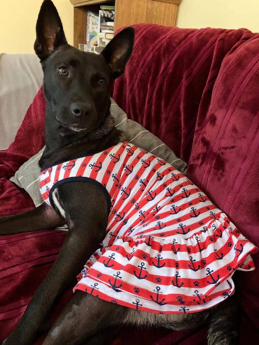 potret anjing memakai dress (reddit.com/feelin-groovie)