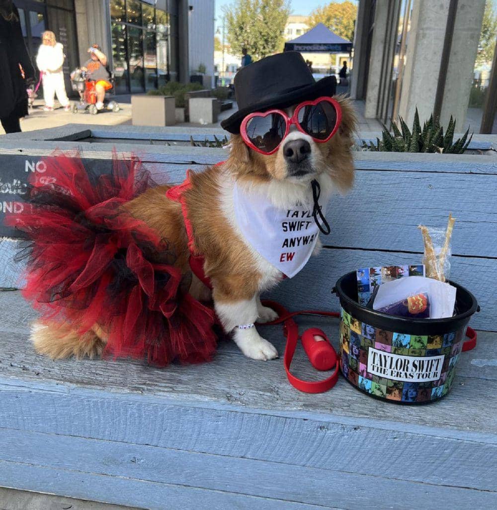 potret anjing memakai dress (reddit.com/disgruntled_pelican9)