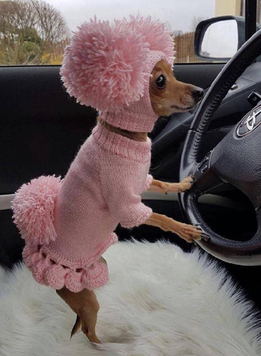 potret anjing memakai dress (reddit.com/livvewithpets)