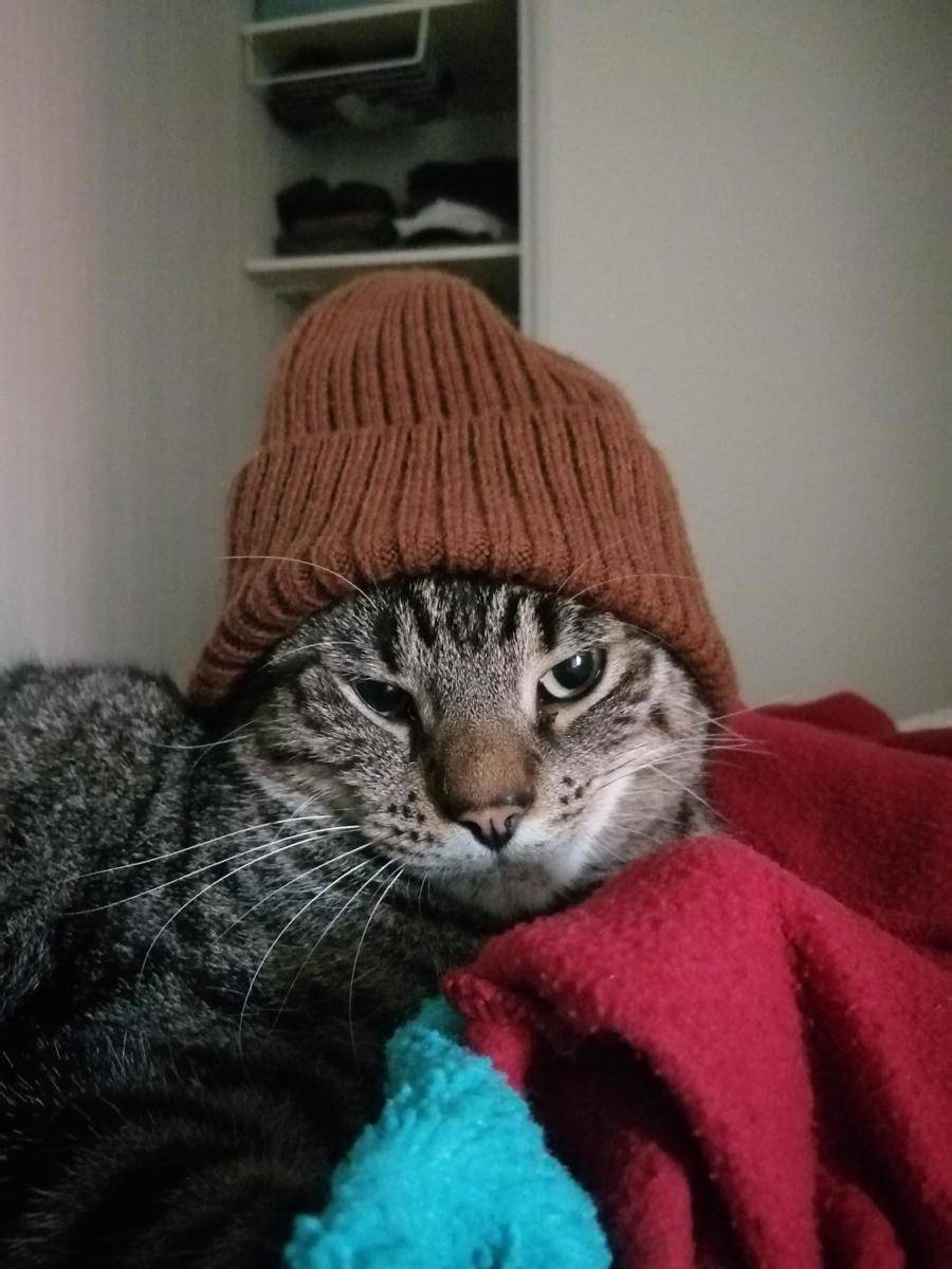 foto lucu kucing pakai beanie (reddit.com/user/Cleynn)