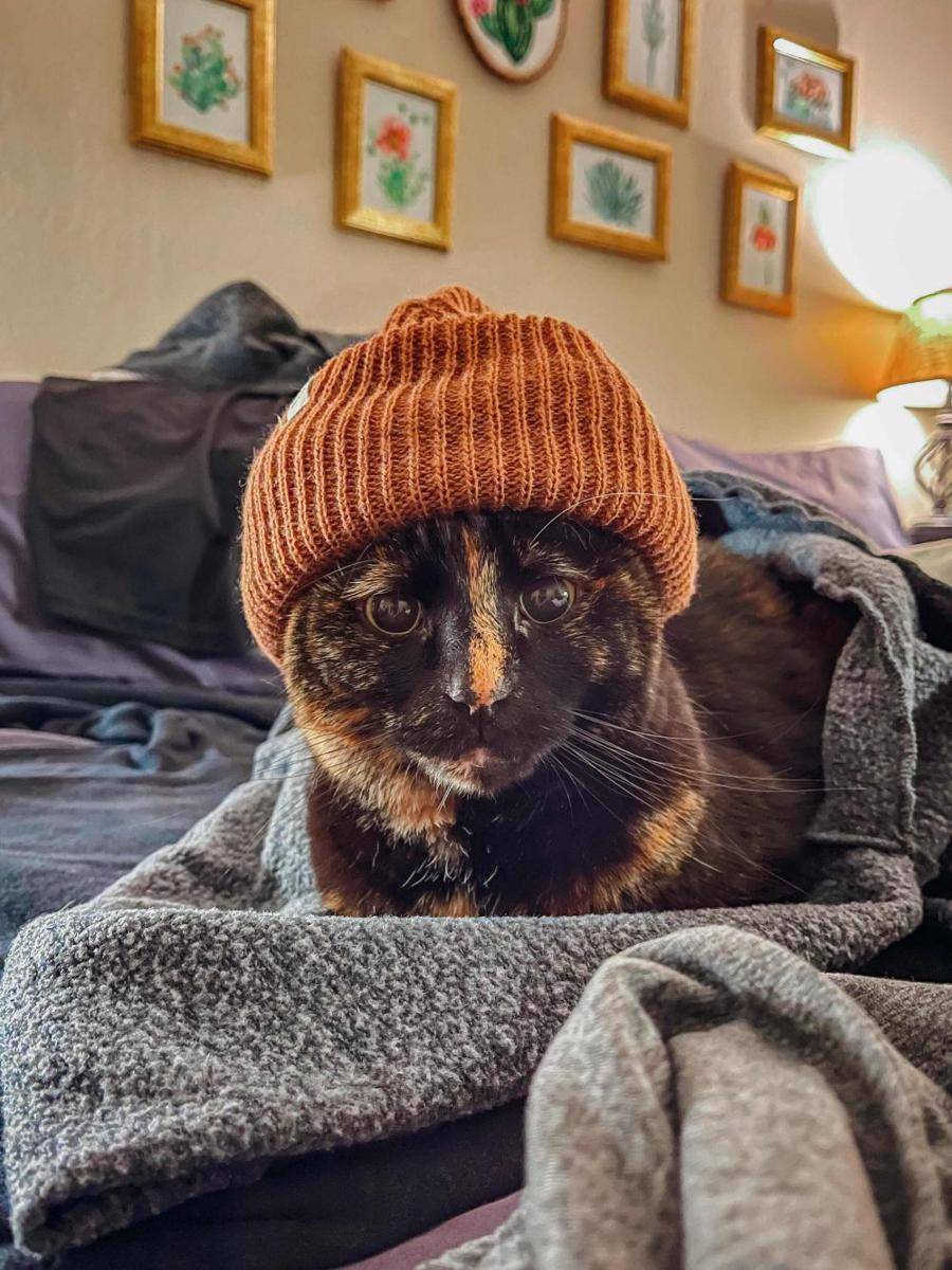 foto lucu kucing pakai beanie (reddit.com/user/furubakun)