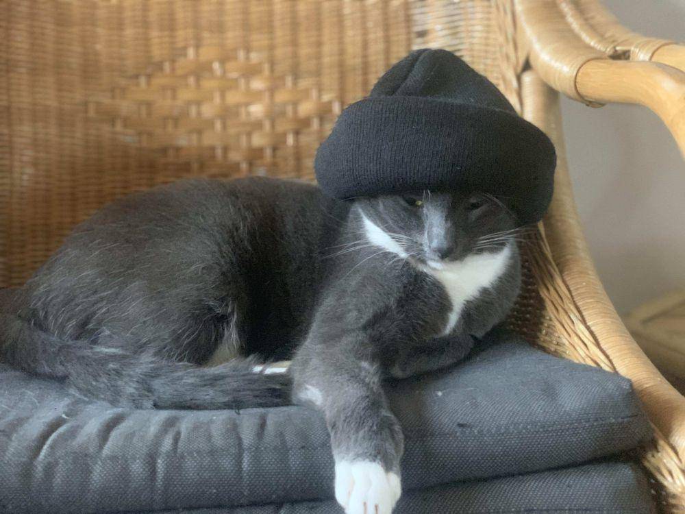 foto lucu kucing pakai beanie (reddit.com/user/evolved_monkey123)