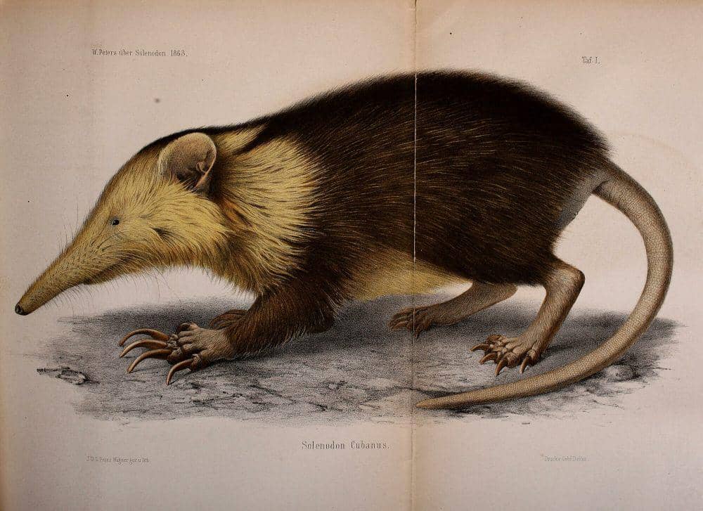 7 Fakta Unik Solenodon Kuba, Mamalia Beracun yang Tidak Berlari Lurus