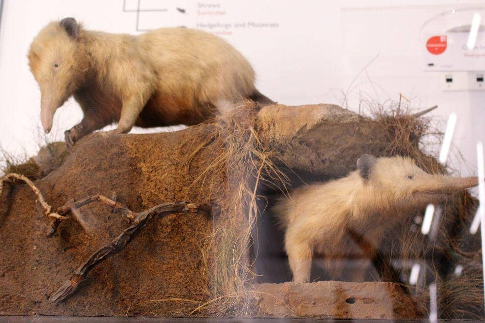 ilustrasi solenodon Kuba (commons.m.wikimedia.org/ Emoke Denes)