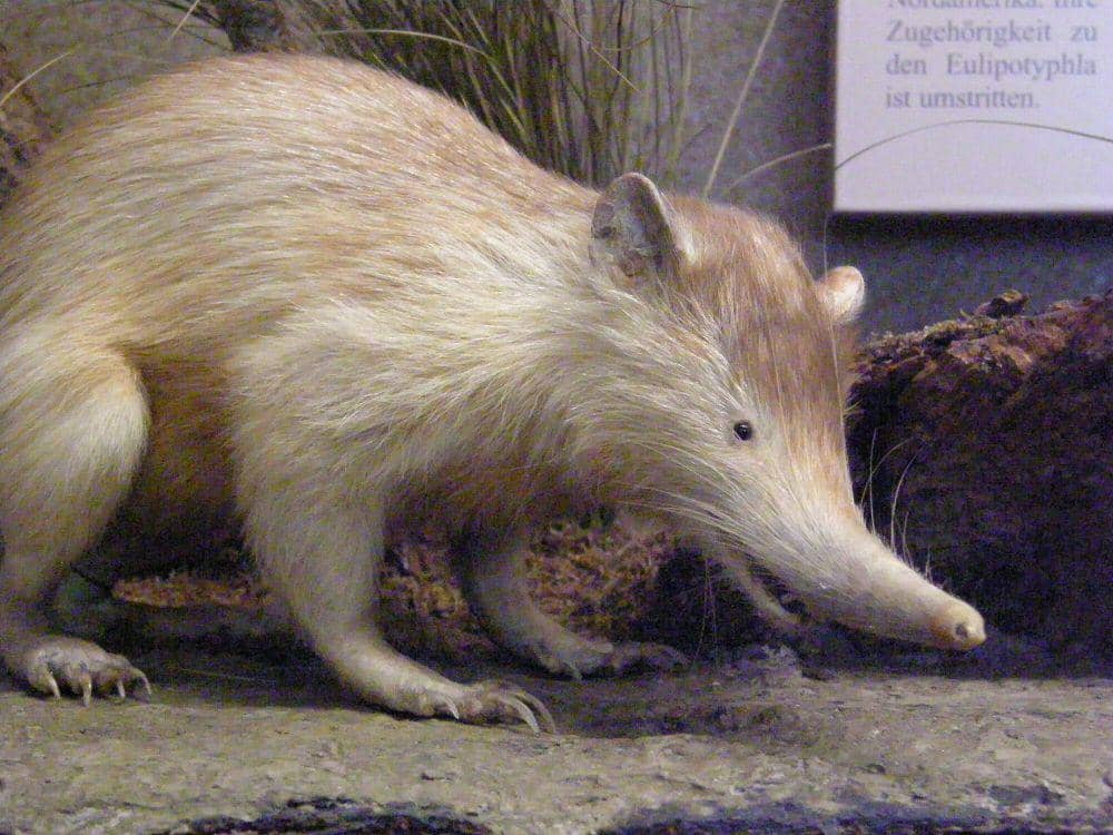 Solenodon  (commons.m.wikimedia.org/Frank Wouters)