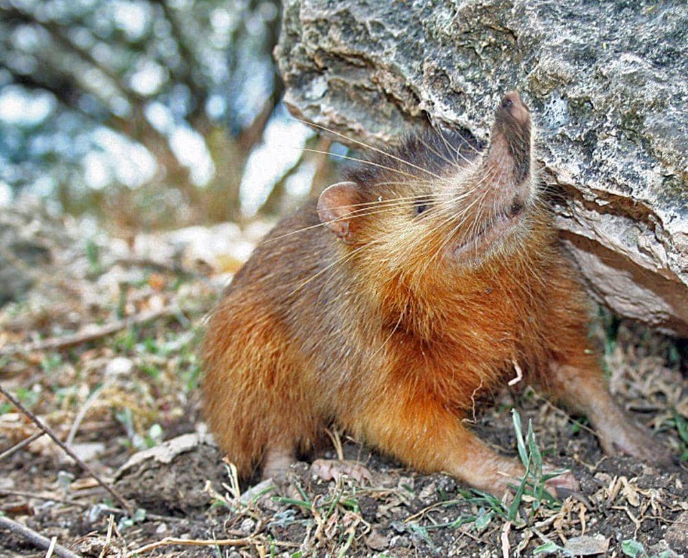 Solenodon  (commons.m.wikimedia.org/Seb az86556)