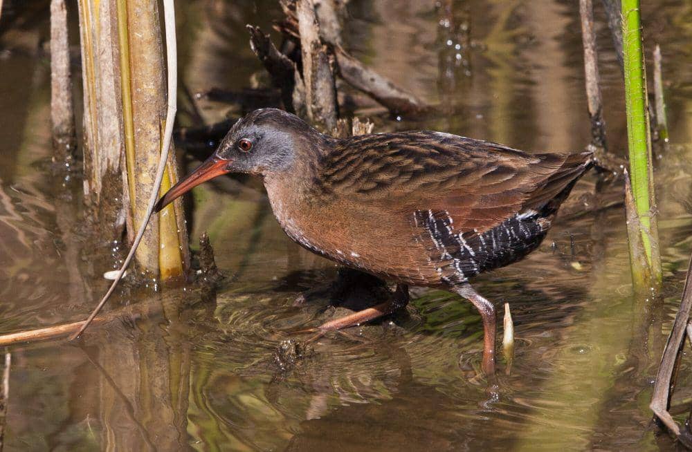 Virginia rail (commons.m.wikimedia.org/Mike Baird)