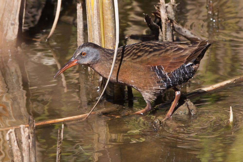 Virginia rail (commons.m.wikimedia.org/Mike Baird)