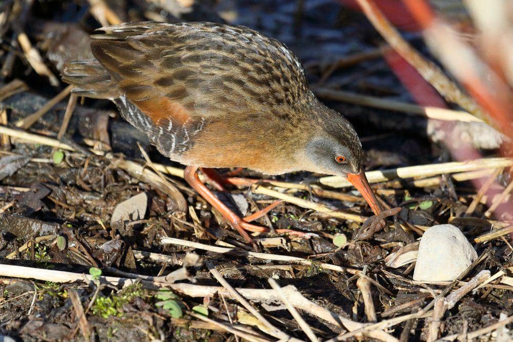 Virginia rail (commons.m.wikimedia.org/Chepas)