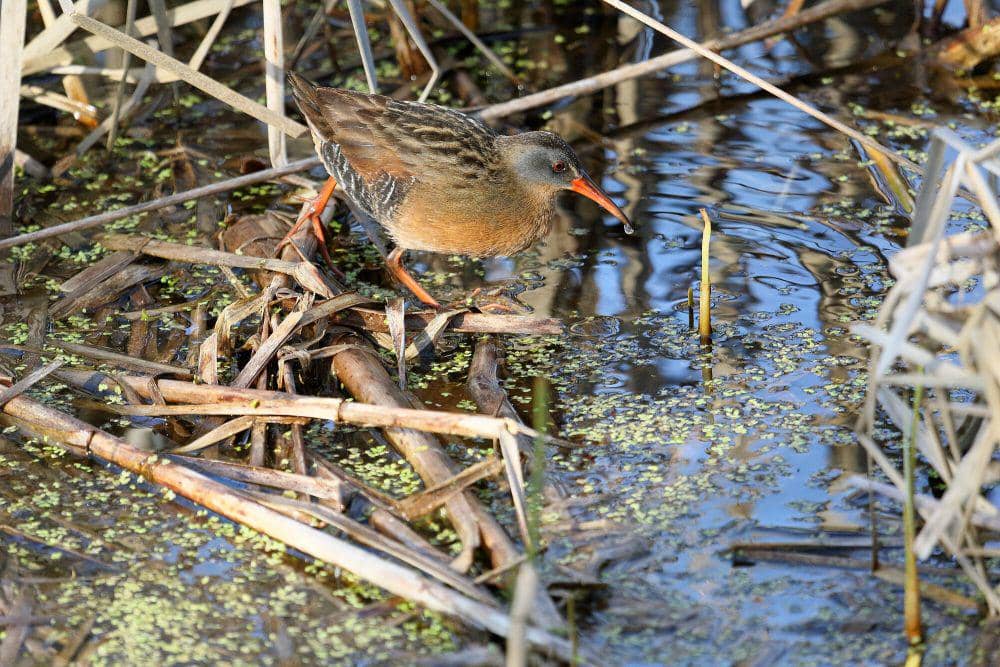 Virginia rail (commons.m.wikimedia.org/Chepas)